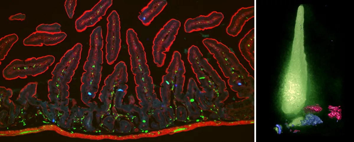 gut sensory innervation